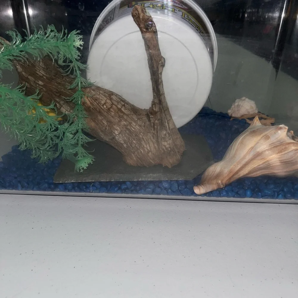 HOST PICK - Fish Tank Aquarium with Accessories